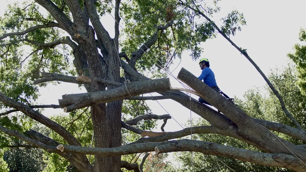 Professional Crown Thinning performed by certified arborists in Converse